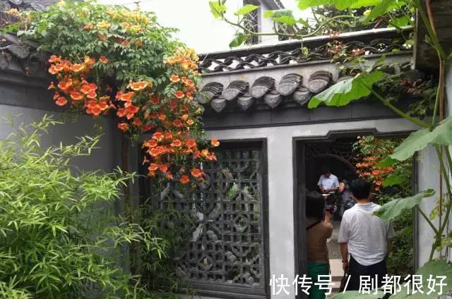 爬藤植物|花开一面墙,花落一路香,一棵爬藤植物的花海