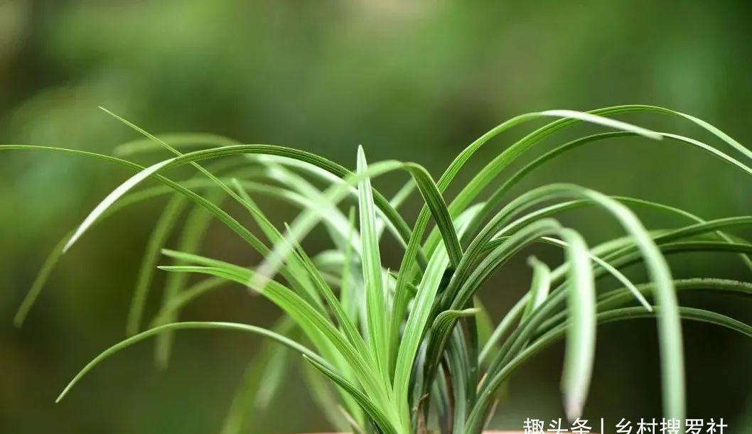 兰叶|这样养兰花,不用施肥不必喷药,兰苗肥壮花苞多