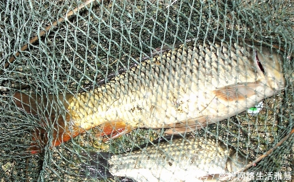 谷雨前后怎样选择野钓钓位的深浅?明白这些细节,深水浅水都中鱼
