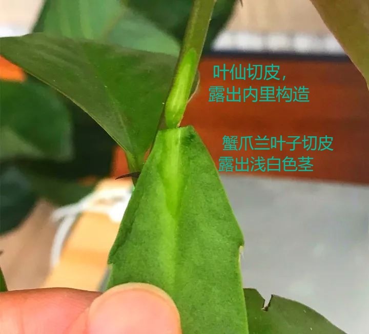 嫁接|嫁接达人,玉树嫁接长寿上,花友直呼内行!