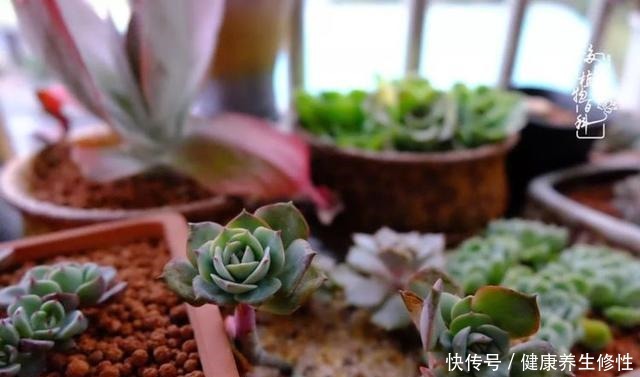 冬季,属于多肉的季节!养多肉的你喜欢冬天吗!