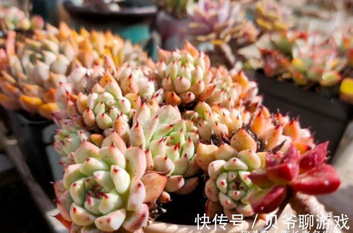 爪系多肉啥品种养的人最多?当然是绿爪!别说你没养,骗人可不好