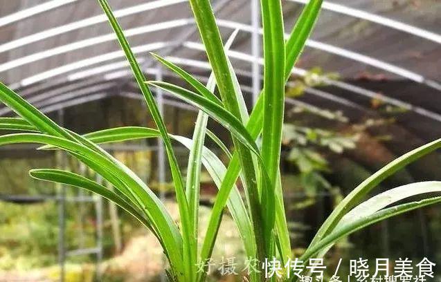 剪掉叶片的兰花，还能成活再生吗？兰友：合理操作，兰株更漂亮