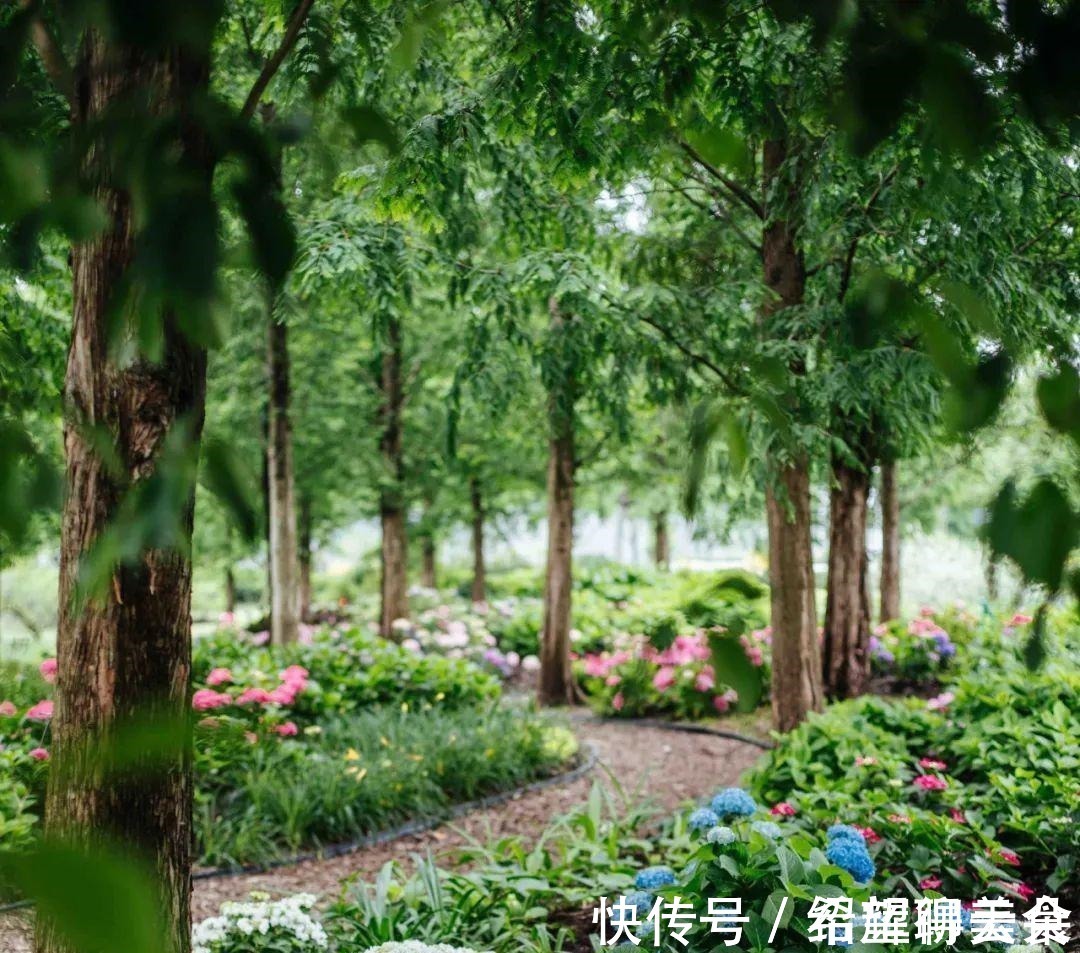 马鞭草|仲夏松江，花开正盛，夏雨荷，今天就能满足你→！