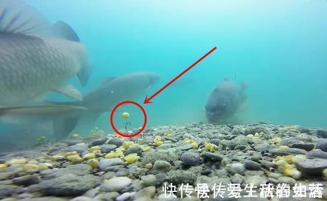 钓鱼技巧:分享几种“外国进口”的先进钓法,他山之石可以攻玉