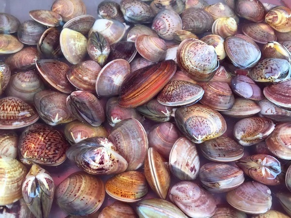 几种花蛤的家常做法, 好吃简单又容易学,比外面卖的还好吃