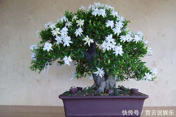 光照|养了20年的栀子花，还能满枝开花，赶快来瞧瞧如何做到的！