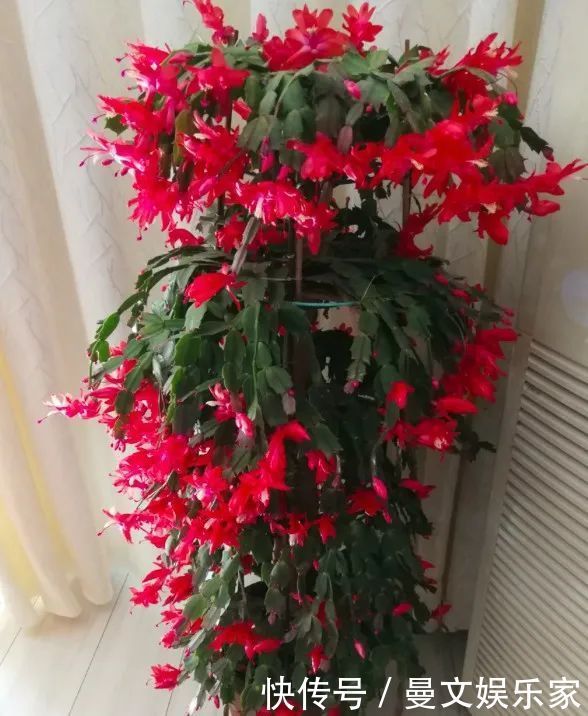 蟹爪兰|6种花,就得“穷着养”,花盆越小,长势越喜人!