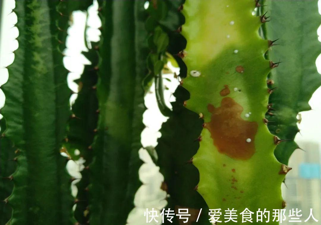 霸气的龙骨出状况,直接砍头扦插,还能促生成塔型,可谓一举多得