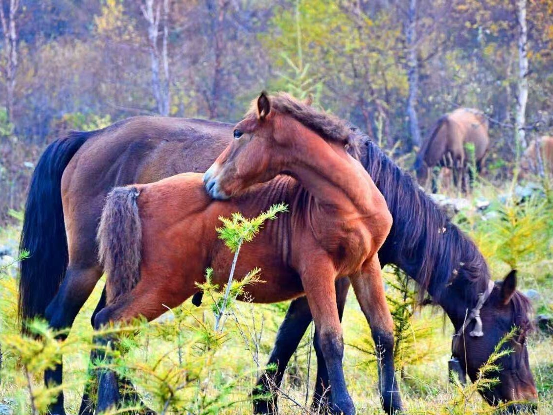 解决|养马太费!从史料入手,看明朝如何解决军马匮乏的问题
