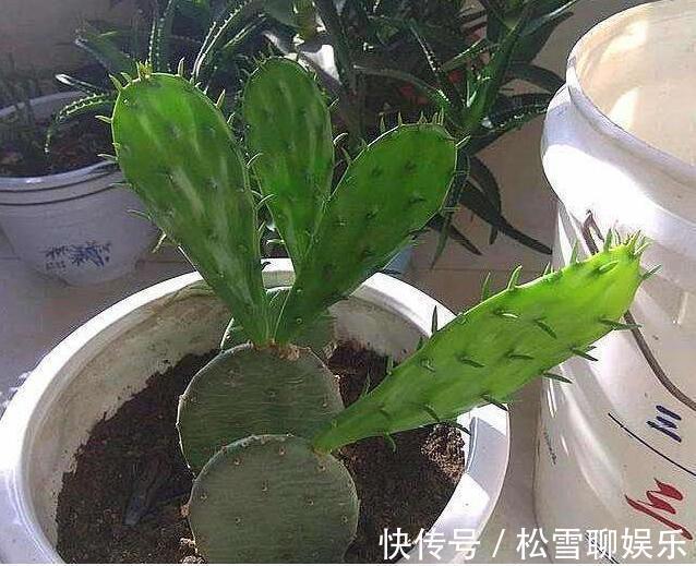 仙人掌怎样扦插教你3种扦插小妙招，30天就能生根，一盆变多盆
