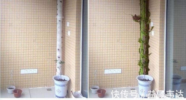 仿真|卫生间装修,老师傅直接用一棵“树”包水管,还说很多人没见过!
