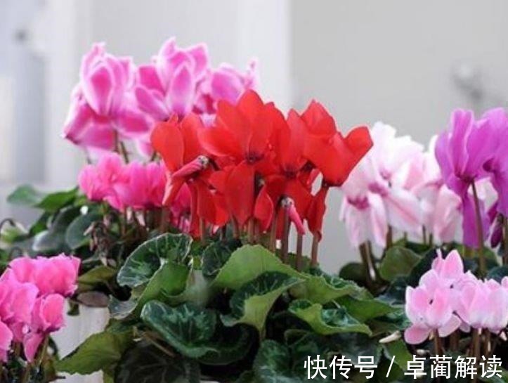 4种花养家里,福旺运旺财更旺,花开不断,还能旺财!