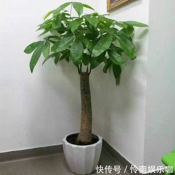 建议爱花人:4种花,加起来不超百元,却有好寓意
