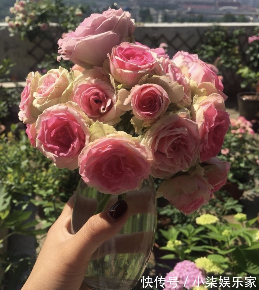 学会3招,多肉养成“手捧花”,七夕情人节,最漂亮的礼物!