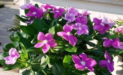 养花|家庭养花选它,漂亮又好养,一次能开100朵,太美了