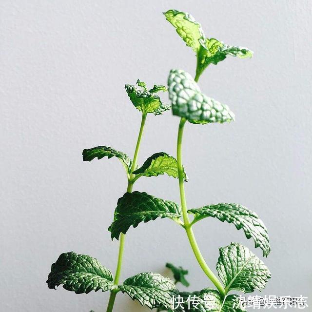 会长势|3种植物,越淋雨长得越快越好,叶更绿,花更美,爆盆快!