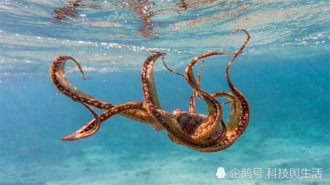 宇宙 章鱼并非地球生物,它来自外来星球我们早就误解它了