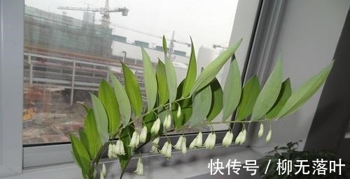 这花不一样！没有光也能长得猛，观赏价值高人称“玉竹花”！