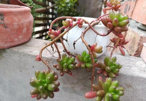 火祭|号称“徒神”的4种多肉,夏天稍不留神就成高个子,新手慎养