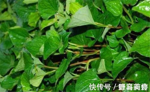 代茶饮|鱼腥草对人体究竟有什么作用呢？这里告诉你答案！
