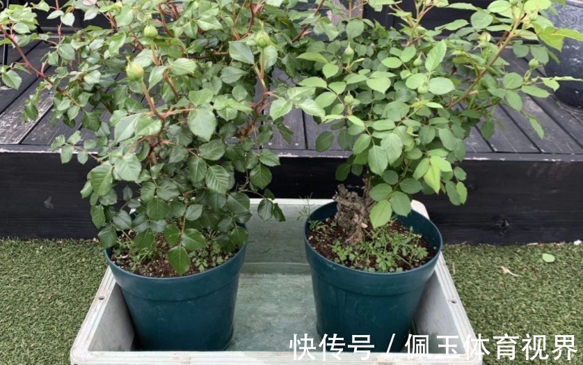 养花浇水不能大意,学会这些技巧,植物养得郁郁葱葱