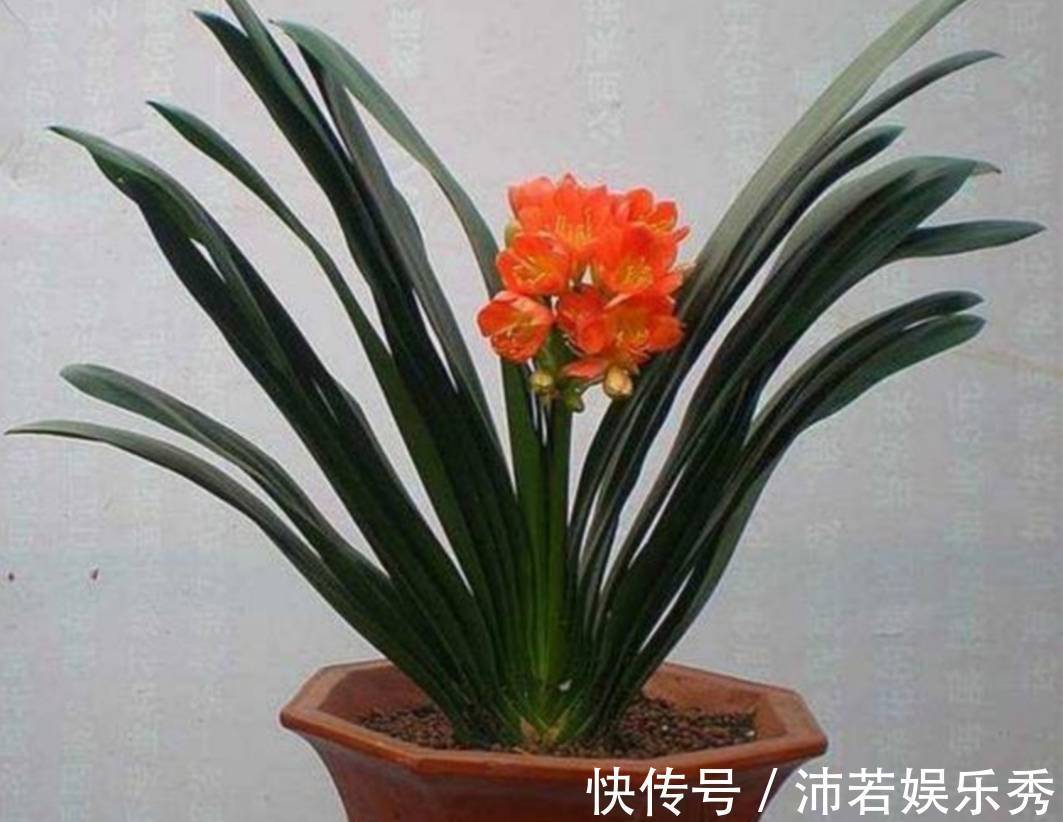 花芽|天气转凉,君子兰恢复生长,给它做好4件事,有助于开花
