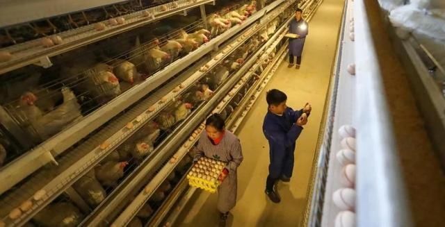 蛋黄颜色深，就是好鸡蛋吗？蛋黄颜色受什么影响？