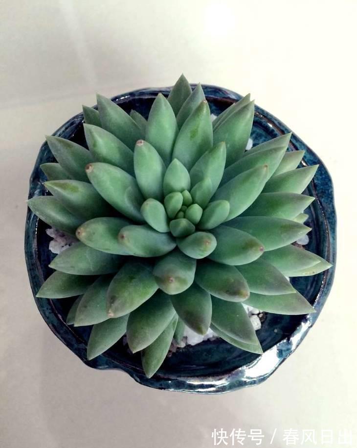 土壤|多肉植物千佛手其实不难养，抓住6个要点，养得健康又漂亮