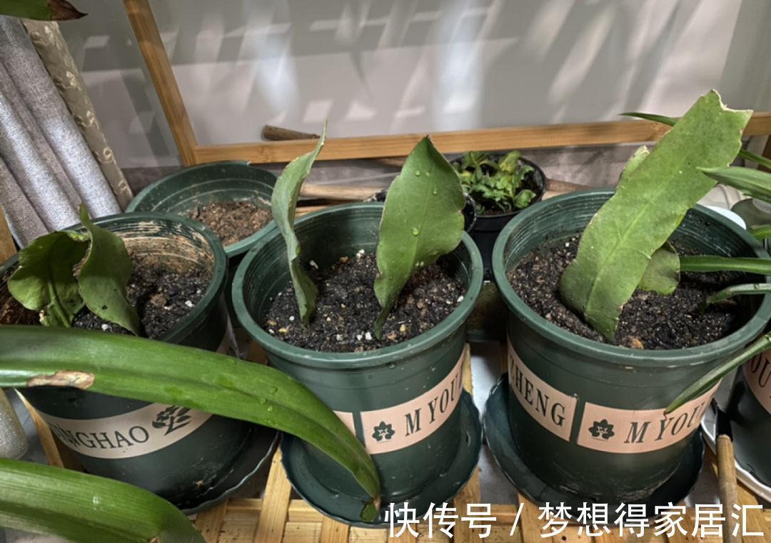 养到烦人的花,盆都不够用,扔掉还很心疼