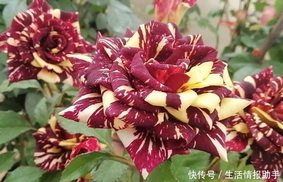 好特别的“1种花”,很多人都说“头回见”,你见过!