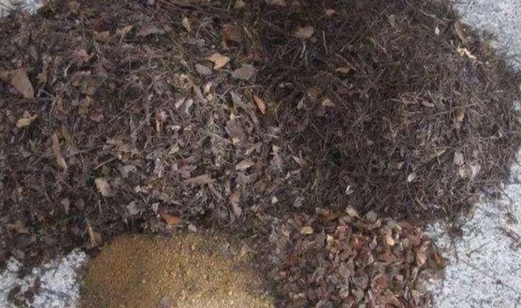 养花用松针土,3件细节要做好,否则对花卉生长不利