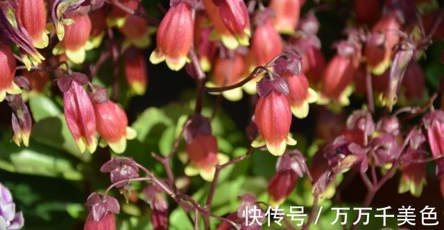 花卉|入秋后,这些花要早点进行翻盆换土的工作,才能叶绿根壮长势旺