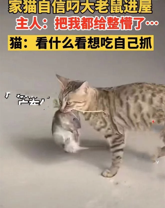 狸花猫回家大摇大摆，网友凑近看清后”