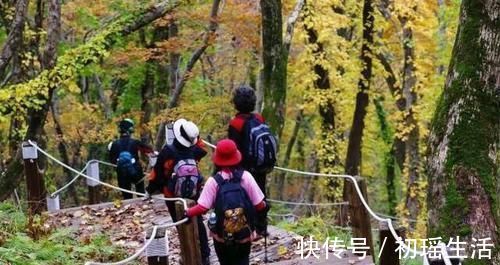 运动方式|跑步和散步,哪种运动方式更伤膝盖?用实验告诉你背后的真相