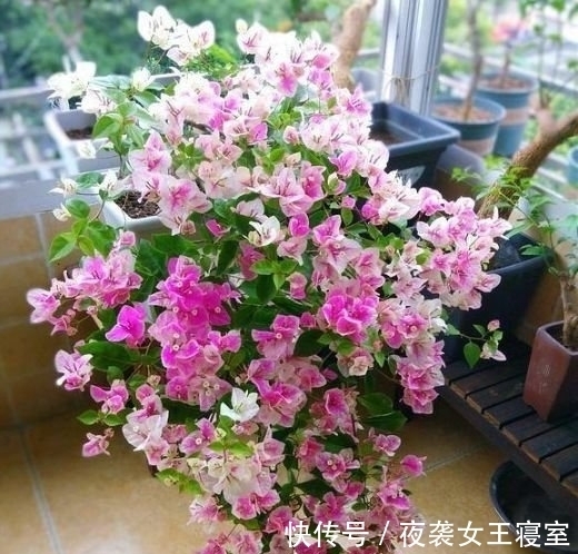 聪明人都养几种花,财运越来越好,顺顺利利,添福、旺财长势好!