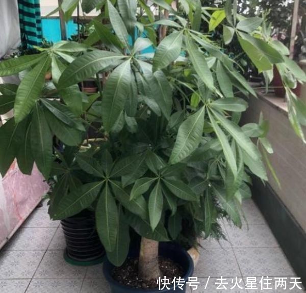 在家盆栽3种植物要多注意 它们不扛冻 做好保暖方能顺利过冬 快资讯