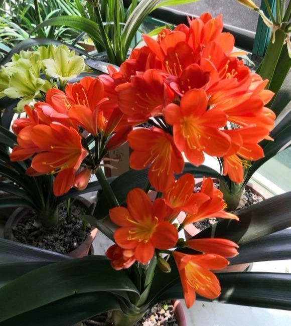 叶片|君子兰依赖“2种水”,半月浇一次,叶片四季肥厚,开花多不夹箭