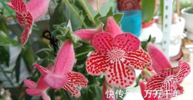 花卉|3种耐阴植物,还是同科的“亲戚”,养殖在北阳台上,照样开满花