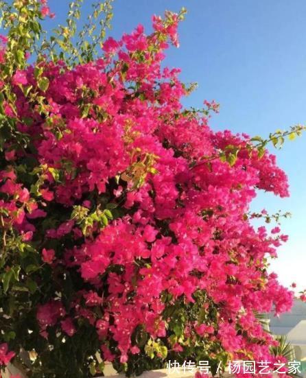 家里吃剩的1种小东西，用来养三角梅，轻松绽放层叠群花