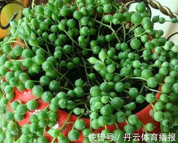 养花缺少磷钾肥:学会自制技巧,往花盆里放一点养啥植物都旺