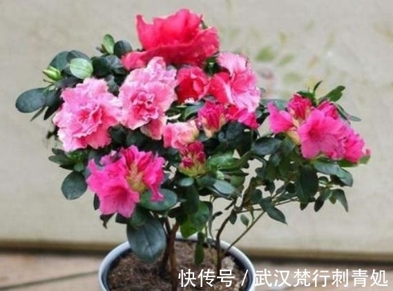 国兰|居家就养此款花卉,不闻不问,花开爆盆美如花,值得拥有