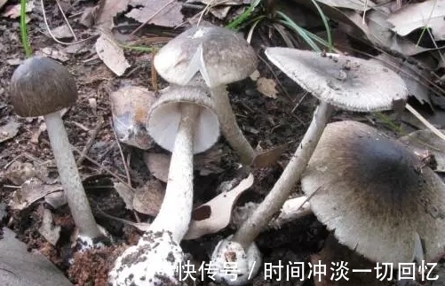 粗心大意|该蘑菇看似人畜无害，却没想到是“毁灭天使”，不要在粗心大意