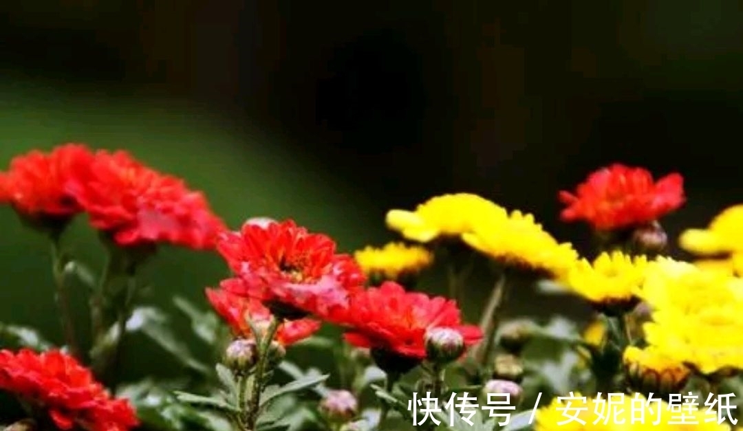 对联$七言上联：冷落东风菊无悔，邀对下联，并上期原创对联欣赏