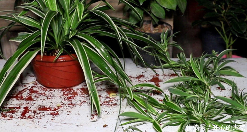 盆栽|室内盆栽植物,选花卉不如养绿植,这4款堪称一绝