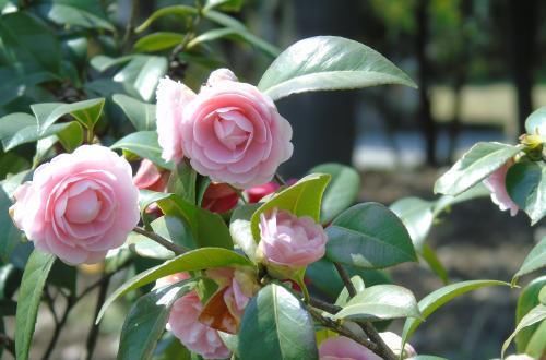 5种漂亮花，现在养一盆正当时，好养又好看，过年开成小花园