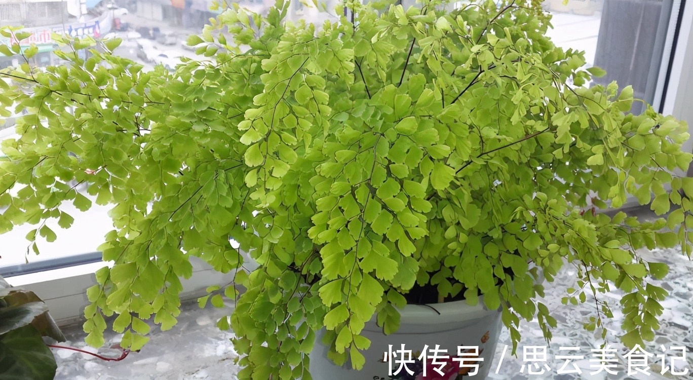 卫生间|卫生间养花，首选这4种耐阴不怕潮的植物，长势好、空气更清新