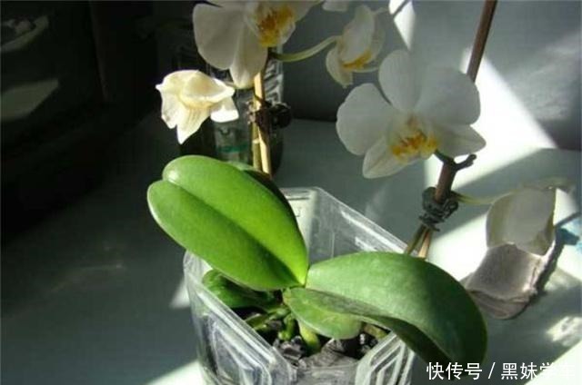 蝴蝶兰凋零别扔！用半水耕法，几个月后就“兰开二度”，超惊喜！