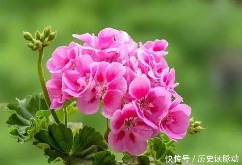 玫瑰|新年快到了,此几款花卉养在家里,花朵烂漫迷人