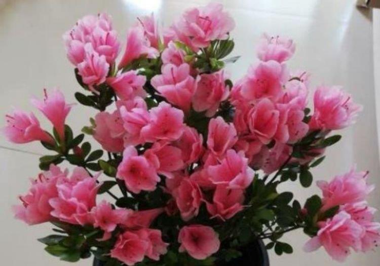 4种花很爱开花,一养就“花开满盆”,漂亮又好养活!